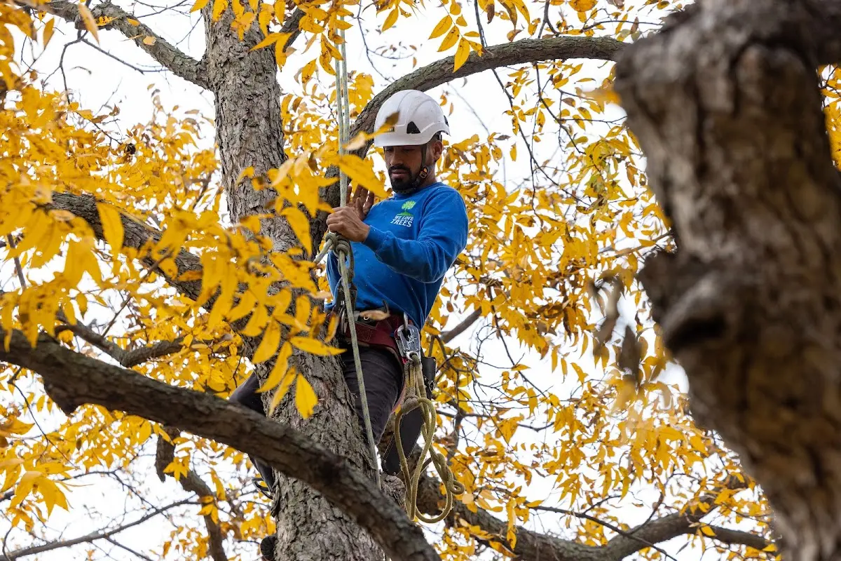 Skilled Tree Trimming crew working in Webster